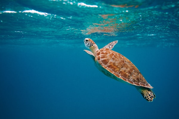 Turtle Release